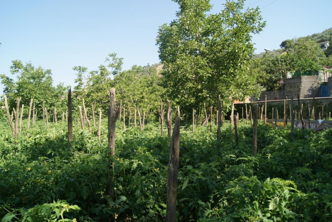Agriturismo Nonno Luigino Vico Equense Zewnętrze zdjęcie