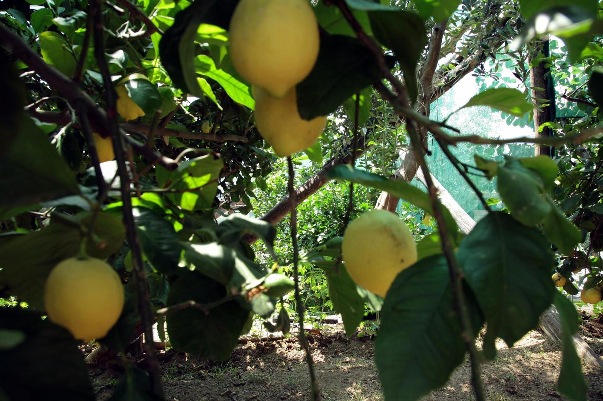 Agriturismo Nonno Luigino Vico Equense Zewnętrze zdjęcie